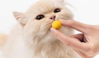 猫每天吃一个蛋黄好吗